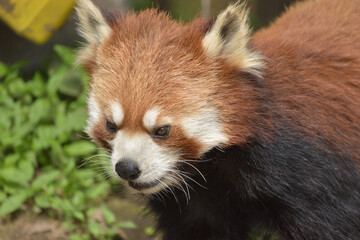 旭山動物園　レッサーパンダ