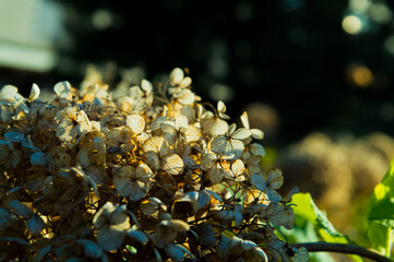 Hydrangea arborescens: dry Hydrangea flowers _ a group of flowers with sunlight reflection