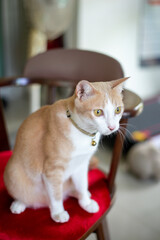 Portrait of cat leaning on table
