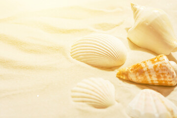 Beautiful sea shells on beach sand in golden sunlight. Summer tropical nature vacation travel relaxation concept