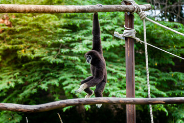 Gibbon on the tree in the zoo.