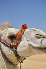 エジプトギザのピラミッドの観光客相手に働くラクダ