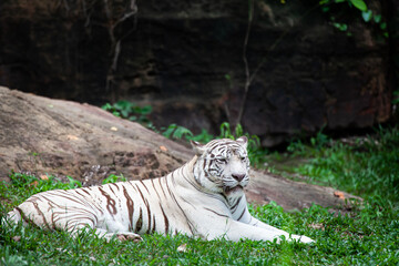 The white tiger, bleached tiger.