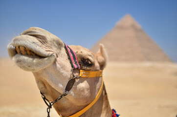 エジプトギザのピラミッドの観光客相手に働くラクダ