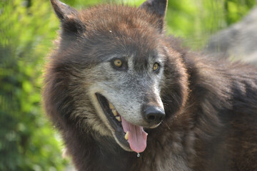 旭山動物園　オオカミ