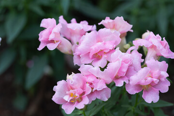 Snapdragon flower and green leaf in garden at sunny summer or spring day. Pink flower.