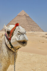 エジプトギザのピラミッドの観光客相手に働くラクダ