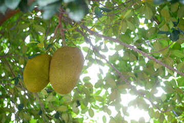 Jackfruit on a jackfruit tree