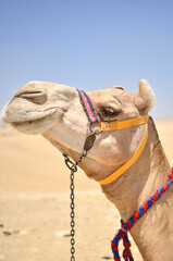 エジプトギザのピラミッドの観光客相手に働くラクダ