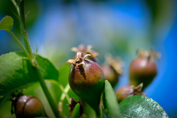 close up of new peer