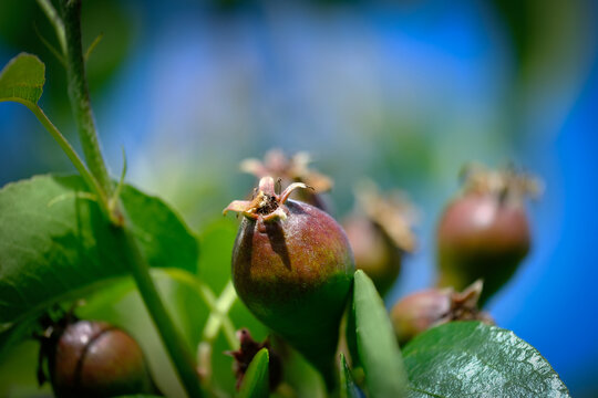close up of new peer