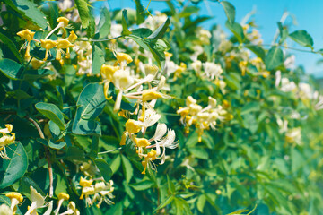 Yellow honeysuckle in the garden. Summer background.