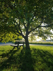 bench in the park