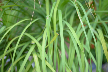 Small green leaves texture background with beautiful pattern