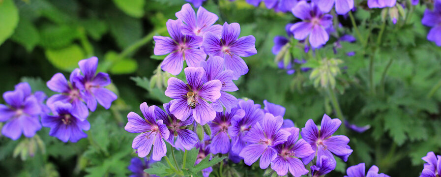 Pracht-Strochschnabel / Geranium mit Biene