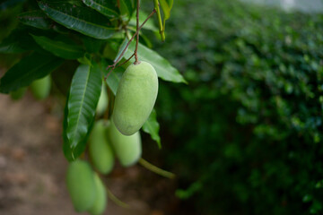 Lots of green mangoes hanging on tree