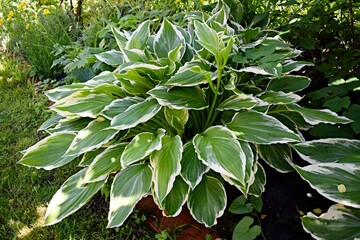 Light Hosta with delicate greenish white leaves