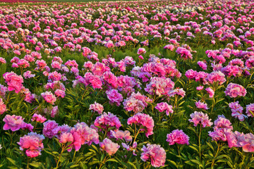 Bright summer field of blooming colorful peonies flowers. © Vitalinka