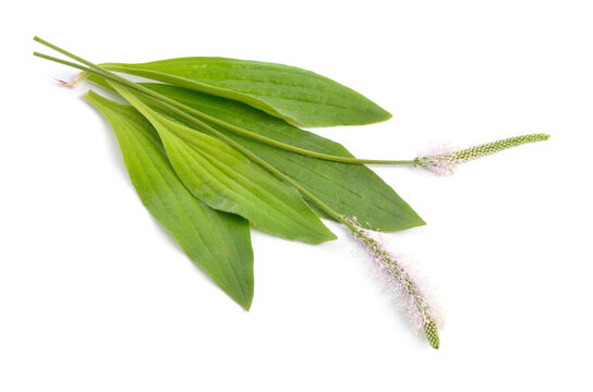 Plantago media, known as the hoary plantain. Isolated on white background