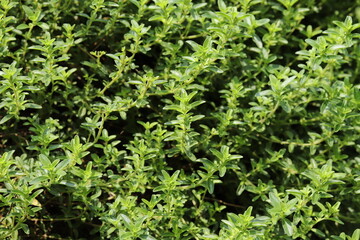 Thymus serpyllum, creeping thyme grows thickly in a herb garden.