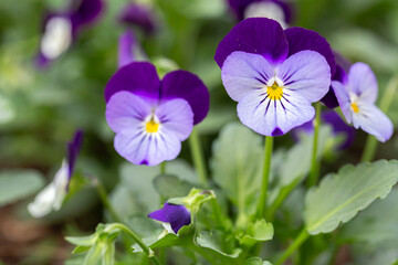Viola flower in garden Purple flower