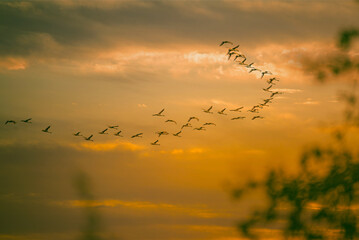 Flock of Swans