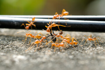 Close-Up Of Red Ant On Leaf