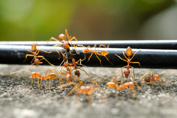 Close-Up Of Red Ant On Leaf
