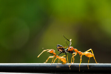 Close-Up Of Red Ant On Leaf