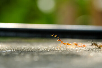 Close-Up Of Red Ant On Leaf