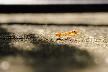 Close-Up Of Red Ant On Leaf