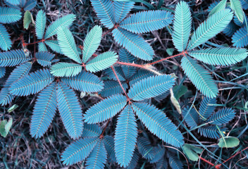 Leaves of Mimosa pudica sensitive plant sleepy plant