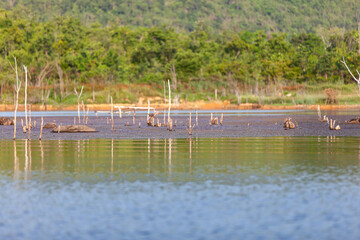 Tree stump and their reflections in the dam.