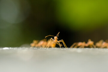 Close-Up Of Red Ant On Leaf