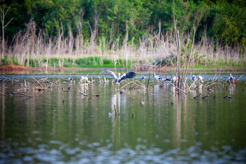 Asian openbill or Asian openbill stork on trees in the nature.