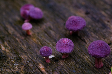 Purple mushrooms grow on the wood in the forest.