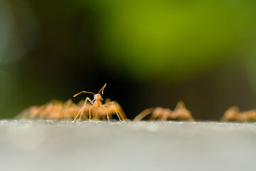 Close-Up Of Red Ant On Leaf