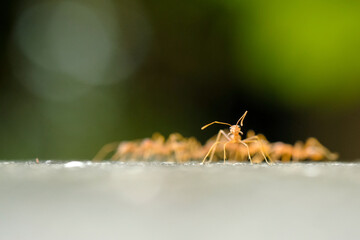 Close-Up Of Red Ant On Leaf