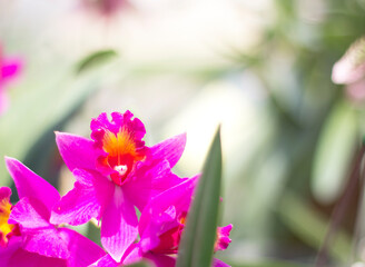 Obraz na płótnie Canvas Beautiful purple orchid