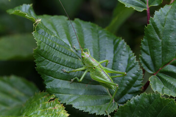 green locust surrounded by leaves and plants