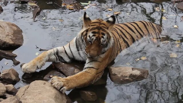Machli Tigress sitting in water, Ranthambhore, Rajasthan, India.
