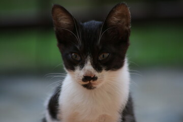 black and white cat