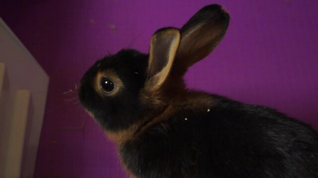 Small Baby Dutch Rabbit With Dark Black Brown Fur In His Purple Cage Home With Wide Pretty Eyes And Large Ears