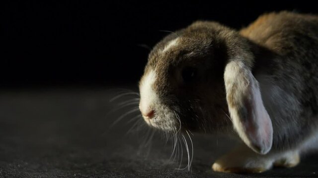 Close Up Cute Small Brown And White Dutch Lop Rabbit Wiggling His Nose And Hopping Away With A Black Studio Background