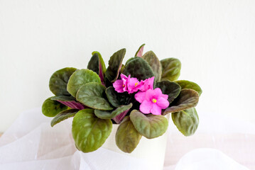 Flower in a pot, violet on a light background design. The lightness of the composition.