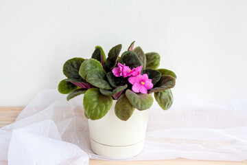 Flower in a pot, violet on a light background design. The lightness of the composition.
