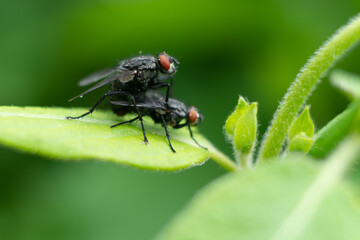 Two flies macro