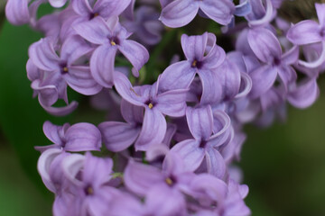 Flower violet lilac