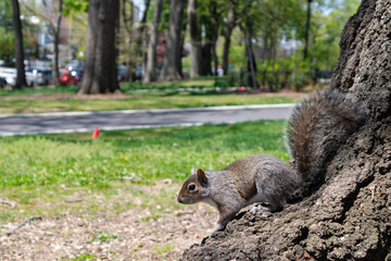 Squirrel on a Tree at Astoria Park in Astoria Queens New York during Spring