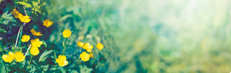 Yellow buttercups in the garden. Summer background. Banner